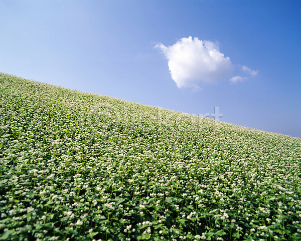 사람없음 JPG 포토 구름(자연) 메밀 메밀꽃 밭 야외 자연 주간 풍경(경치) 하늘