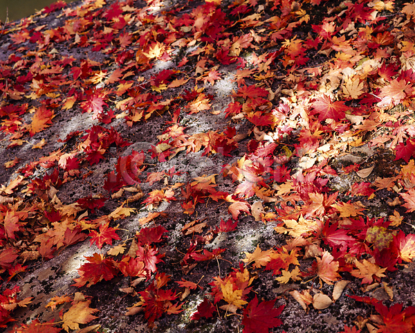 사람없음 JPG 포토 낙엽 단풍 야외 자연 주간 풍경(경치) 햇빛