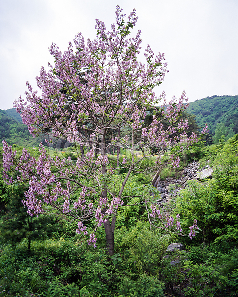 사람없음 JPG 포토 꽃 꽃나무 박태기나무 산 숲 야외 자연 주간 풍경(경치)