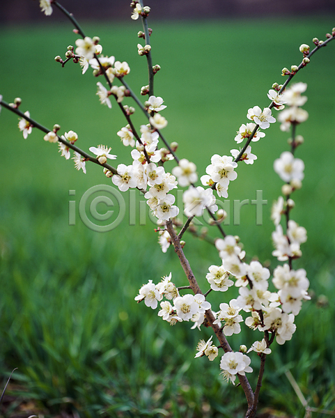 사람없음 JPG 아웃포커스 꽃봉오리 나뭇가지 매화 매화나무 야외 자연 주간 풍경(경치)