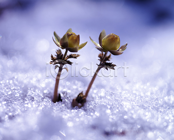 사람없음 JPG 근접촬영 소프트포커스 아웃포커스 포토 꽃 눈(날씨) 눈덮임 야외 자연 주간 풍경(경치)