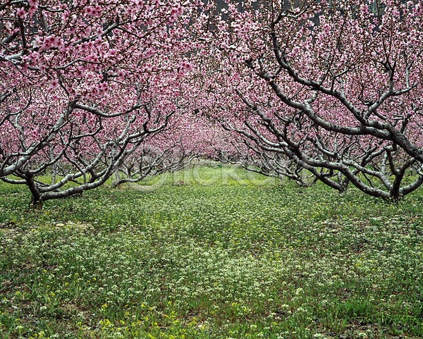 사람없음 JPG 포토 들꽃 복사꽃 복사나무 숲 야외 자연 주간 풍경(경치)
