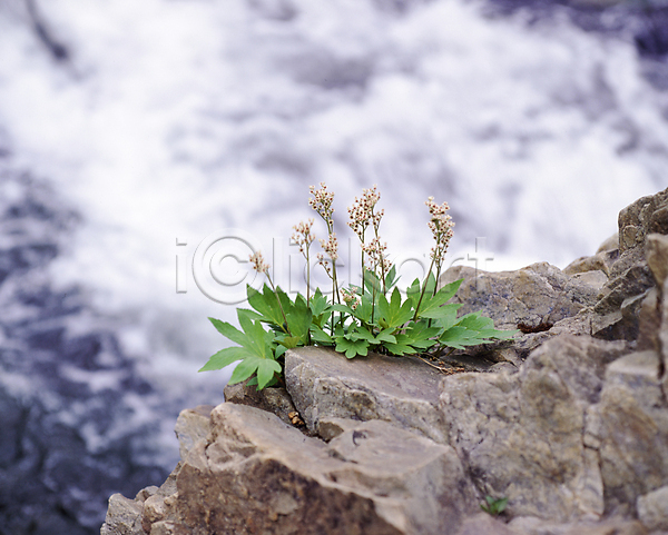 사람없음 JPG 아웃포커스 포토 들꽃 바위 야외 자연 주간 풍경(경치)
