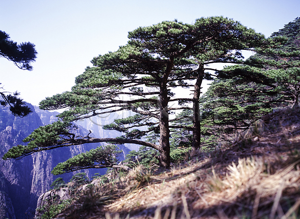 사람없음 JPG 포토 나무 산 소나무 야외 자연 절벽 주간 풍경(경치)