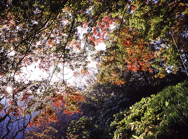 사람없음 JPG 포토 가을(계절) 꽃 단풍 단풍나무 숲 야외 자연 주간 풍경(경치)