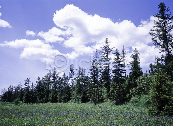 사람없음 JPG 포토 구름(자연) 나무 들꽃 숲 야외 자연 주간 초원(자연) 풍경(경치) 하늘