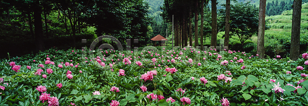 사람없음 JPG 포토 꽃 꽃밭 나무 숲속 야외 울창 원두막 주간 풍경(경치)