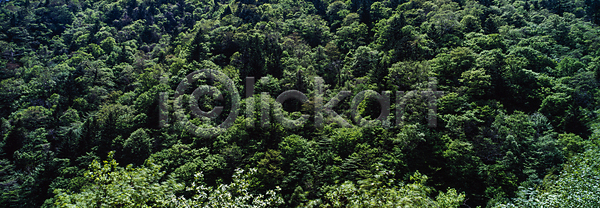 사람없음 JPG 포토 나무 숲 야외 울창 자연 주간 초록색 풍경(경치)