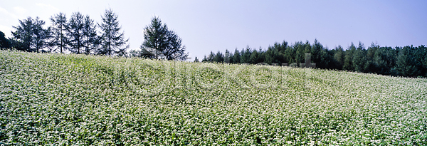 사람없음 JPG 포토 꽃밭 나무 메밀꽃 메밀밭 야외 자연 주간 풍경(경치) 하늘