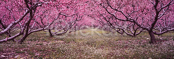 사람없음 JPG 포토 꽃길(풍경) 복사꽃 복사나무 봄 봄꽃 봄풍경 야외 자연 주간