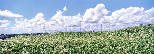 사람없음 JPG 포토 구름(자연) 꽃 꽃밭 맑음 야외 자연 주간 풍경(경치) 하늘