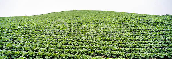 사람없음 JPG 포토 농업 농촌 배추 배추밭 야외 자연 주간 태백 풍경(경치) 하늘