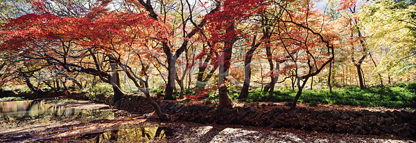 사람없음 JPG 포토 가을(계절) 가을풍경 단풍 단풍나무 숲길 숲속 야외 자연 주간