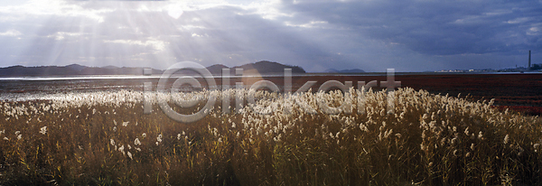 사람없음 JPG 포토 갈대(식물) 갈대밭 갯벌 구름(자연) 섬 야외 자연 주간 풍경(경치) 하늘 햇빛