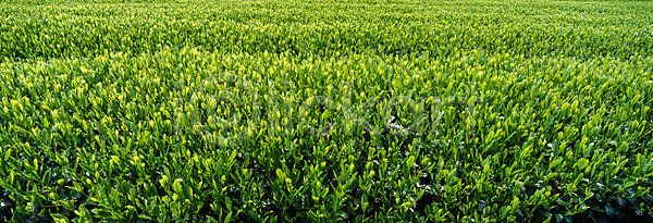 사람없음 JPG 포토 녹차밭 농촌 야외 자연 주간 초록색 풍경(경치)