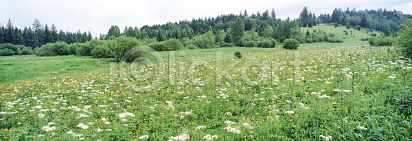 사람없음 JPG 포토 꽃 나무 백두산 야외 자연 주간 초원(자연) 풍경(경치) 하늘