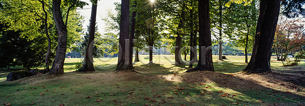 고요 사람없음 JPG 포토 공원 그림자 나무 야외 울창 주간 풍경(경치) 햇빛