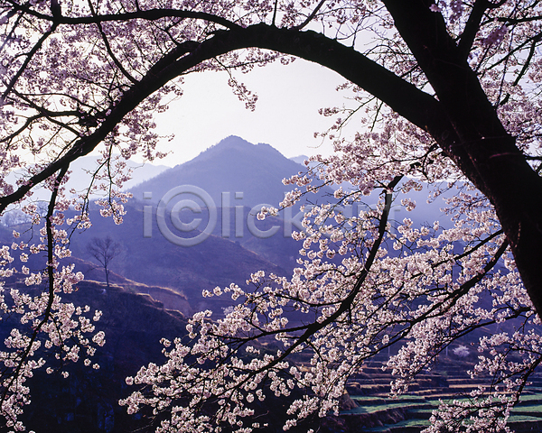 사람없음 JPG 포토 국내여행 나무 나뭇가지 벚꽃 벚나무 산 산등성이 야외 자연 주간 풍경(경치) 하늘