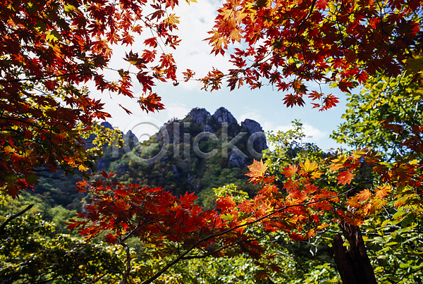 사람없음 JPG 포토 국내여행 나무 나뭇가지 단풍나무 산 숲 야외 자연 주간 풍경(경치) 하늘 한국