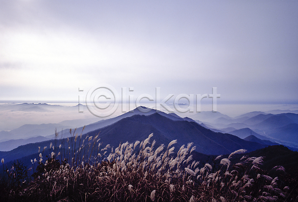 사람없음 JPG 포토 갈대(식물) 갈대밭 국내여행 산 산등성이 야외 운해 자연 주간 풍경(경치) 하늘 한국