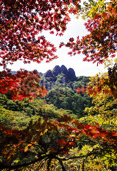 사람없음 JPG 포토 국내여행 나무 나뭇가지 단풍 산 야외 자연 주간 풍경(경치) 한국