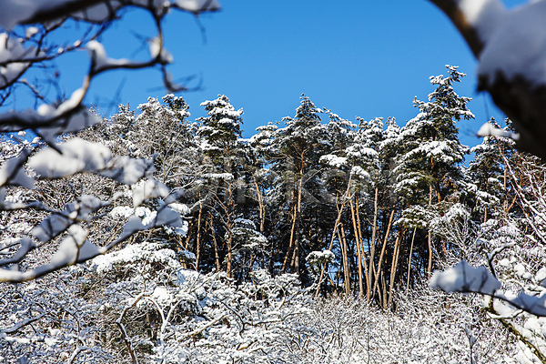 사람없음 JPG 소프트포커스 포토 겨울 겨울풍경 나뭇가지 눈(날씨) 눈덮임 담양 맑음 소나무 소쇄원 야외 전라남도 주간 풍경(경치) 하늘