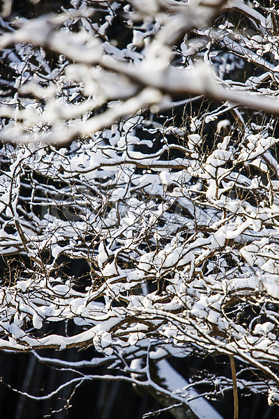 사람없음 JPG 소프트포커스 포토 겨울 겨울풍경 나뭇가지 눈(날씨) 눈꽃 눈덮임 담양 소쇄원 야외 전라남도 주간 풍경(경치)