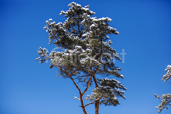 사람없음 JPG 포토 겨울 겨울풍경 눈(날씨) 담양 맑음 소나무 소쇄원 야외 전라남도 주간 풍경(경치) 하늘