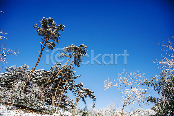 사람없음 JPG 포토 겨울 겨울풍경 눈(날씨) 담양 맑음 소나무 소쇄원 야외 전라남도 주간 풍경(경치) 하늘