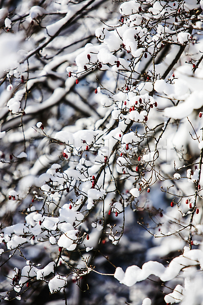 사람없음 JPG 아웃포커스 포토 겨울 겨울풍경 나뭇가지 눈(날씨) 눈꽃 눈덮임 담양 소쇄원 야외 열매 전라남도 주간 풍경(경치)