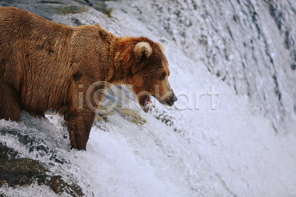 사람없음 JPG 포토 해외이미지 곰 야생동물 야외 주간 폭포 한마리