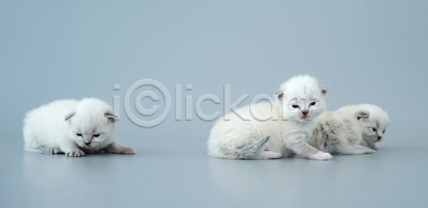 귀여움 사람없음 JPG 포토 해외이미지 고양이 랙돌 반려동물 반려묘 새끼 세마리 실내 회색배경