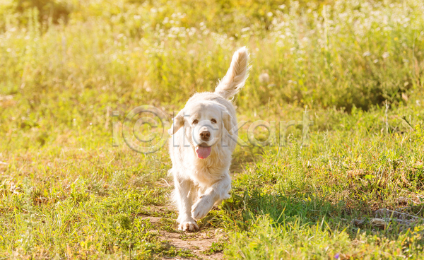 산책 사람없음 JPG 포토 해외이미지 강아지 골든리트리버 달리기 반려견 반려동물 야외 잔디 주간 한마리