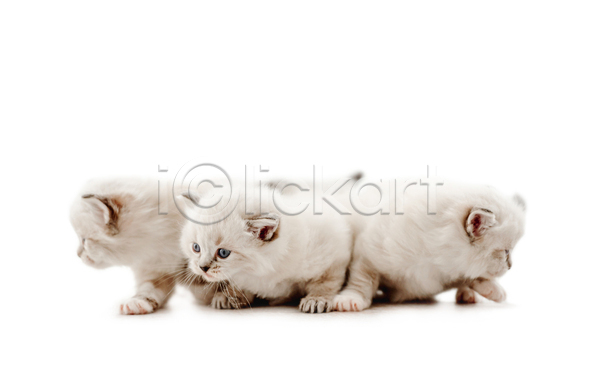 귀여움 사람없음 JPG 포토 해외이미지 고양이 랙돌 반려동물 반려묘 새끼 세마리 실내 응시 흰배경