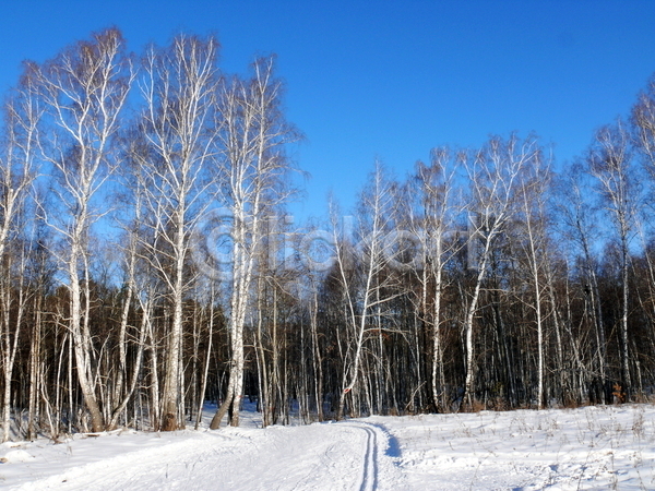 사람없음 JPG 포토 해외이미지 겨울 목재 백그라운드 서리 선로 숲 스키 아침 자작나무 전나무 티켓 파란색 풍경(경치) 하늘 흰색