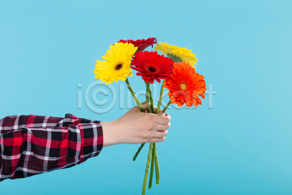 신체부위 JPG 포토 해외이미지 거베라 꽃 꽃다발 들기 손 실내