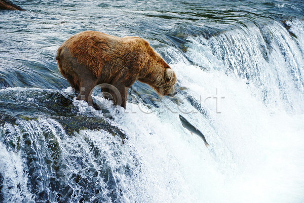사람없음 JPG 포토 해외이미지 곰 사냥 야생동물 야외 연어 주간 폭포 한마리