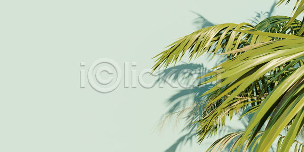 사람없음 3D JPG 포토 해외이미지 그림자 민트색 백그라운드 야자수잎 여름(계절) 카피스페이스