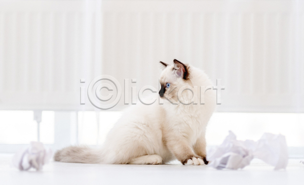 귀여움 사람없음 JPG 포토 해외이미지 고양이 랙돌 반려동물 반려묘 실내 앉기 응시 종이뭉치 커튼 한마리