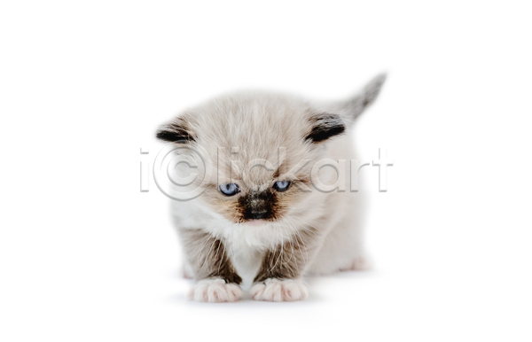 귀여움 사람없음 JPG 포토 해외이미지 고양이 랙돌 반려동물 반려묘 새끼 실내 앉기 응시 한마리 흰배경