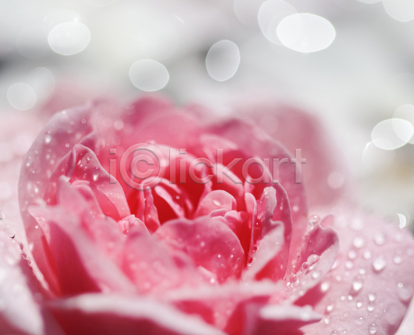 사람없음 JPG 아웃포커스 포토 해외이미지 꽃잎 물방울 보케 분홍색 블러 장미