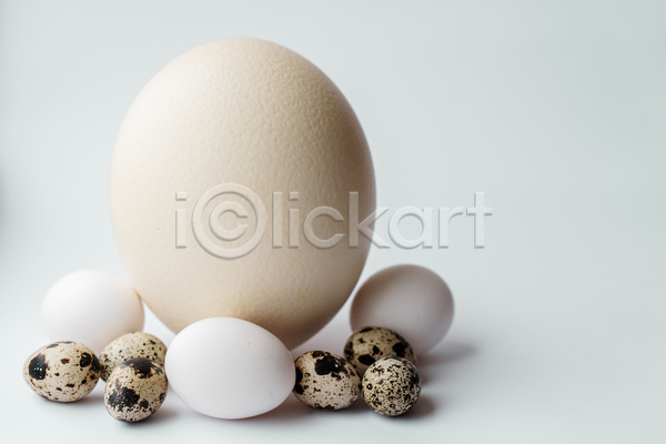 사람없음 JPG 포토 해외이미지 계란 메추라기알 메추리알 실내 타조알 흰배경