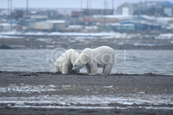 사람없음 JPG 아웃포커스 포토 해외이미지 곰 두마리 백곰 북극곰 야생동물 야외 주간
