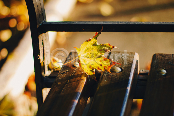 사람없음 JPG 근접촬영 아웃포커스 포토 해외이미지 가을(계절) 가을풍경 낙엽 벤치 야외 주간 풍경(경치)