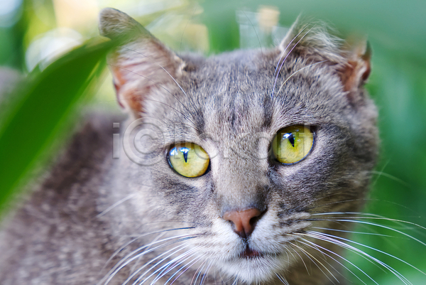 러블리 사람없음 성인 JPG 포토 해외이미지 건강 고양이 공원 노란색 눈(신체부위) 동물 머리 모피 반려동물 백그라운드 수염 야외 얼굴 얼룩무늬 여름(계절) 응시 정원 줄무늬 초록색 회색