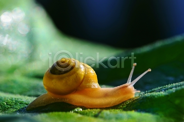 사람없음 JPG 근접촬영 아웃포커스 포토 해외이미지 기어가기 달팽이(동물) 야외 잎 주간 풀(식물) 한마리