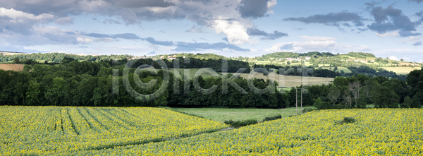 성장 활발 사람없음 JPG 포토 해외이미지 가로 개화 계절 꽃 꽃무늬 내추럴 노란색 농업 농작물 농장 땅 맑음 밭 밭일 백그라운드 벚꽃 뷰티 시골 식물 야외 유기농 잎 자연 장면 정원 초록색 컬러풀 태양 파란색 프랑스 하늘 해바라기 해외포토 햇빛