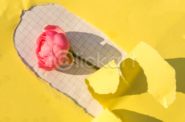 사람없음 JPG 포토 하이앵글 해외이미지 격자 꽃 노란색 분홍색 스튜디오촬영 장미 종이 찢어짐