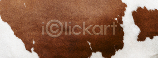 고급 숨김 사람없음 JPG 포토 해외이미지 가죽 갈색 거친 껍질 내추럴 농업 농장 동물 디자인 묘사 백그라운드 벽지 빨간색 생존 소 소가죽 시골 어둠 유행 자연 장식 직물 진짜 질감 천 추상 코트 털 패턴 포유류 표면 피부 해외포토 흰색