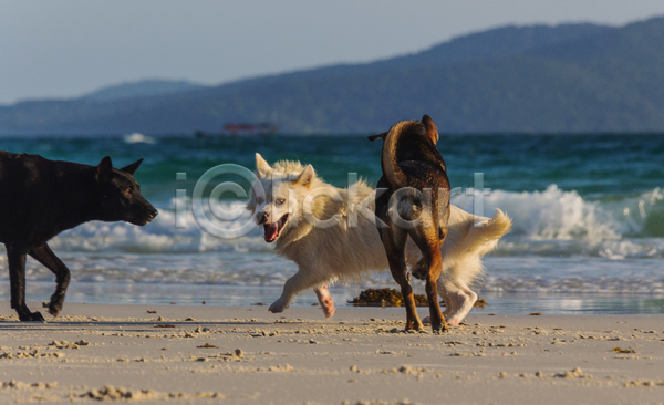 산책 사람없음 JPG 포토 해외이미지 강아지 놀기 대형견 반려견 반려동물 세마리 야외 주간 해변